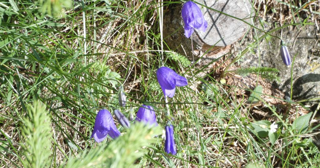 Campanula sp.... cfr. rotundifolia