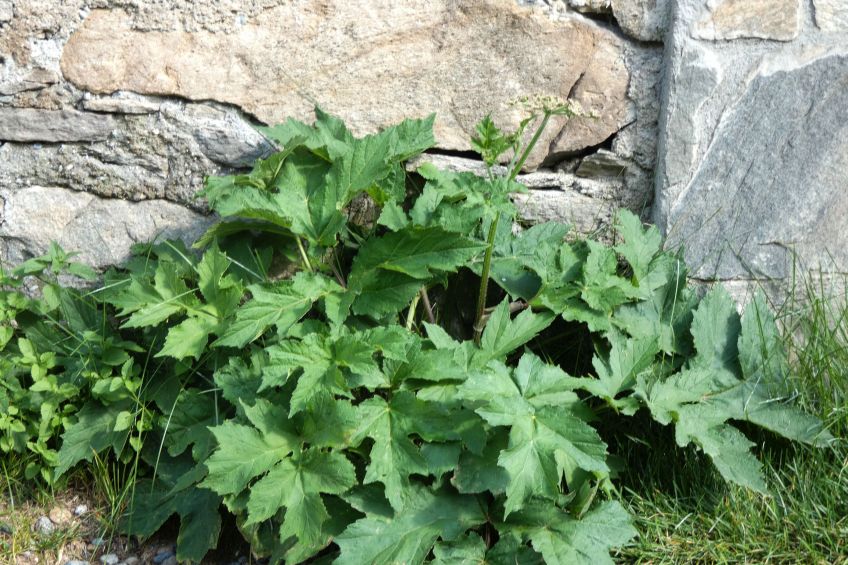 Heracleum pyrenaicum / Panace dei Pirenei