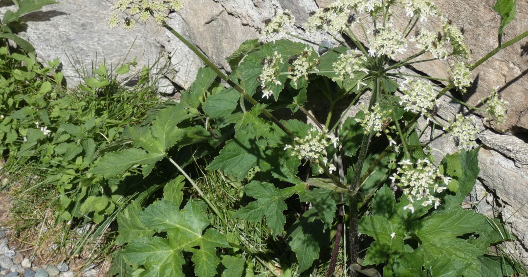 Heracleum pyrenaicum / Panace dei Pirenei