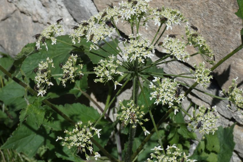 Heracleum pyrenaicum / Panace dei Pirenei