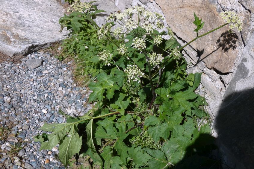 Heracleum pyrenaicum / Panace dei Pirenei