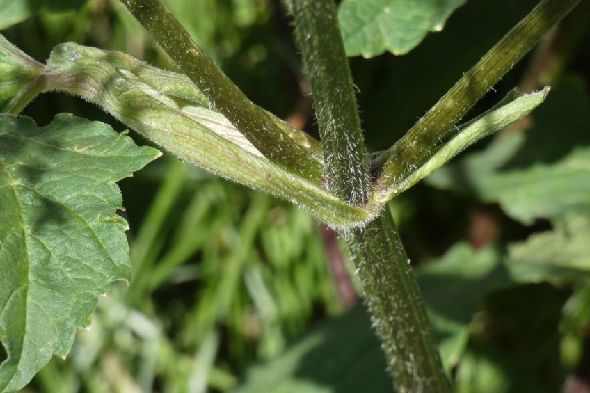 Heracleum pyrenaicum / Panace dei Pirenei