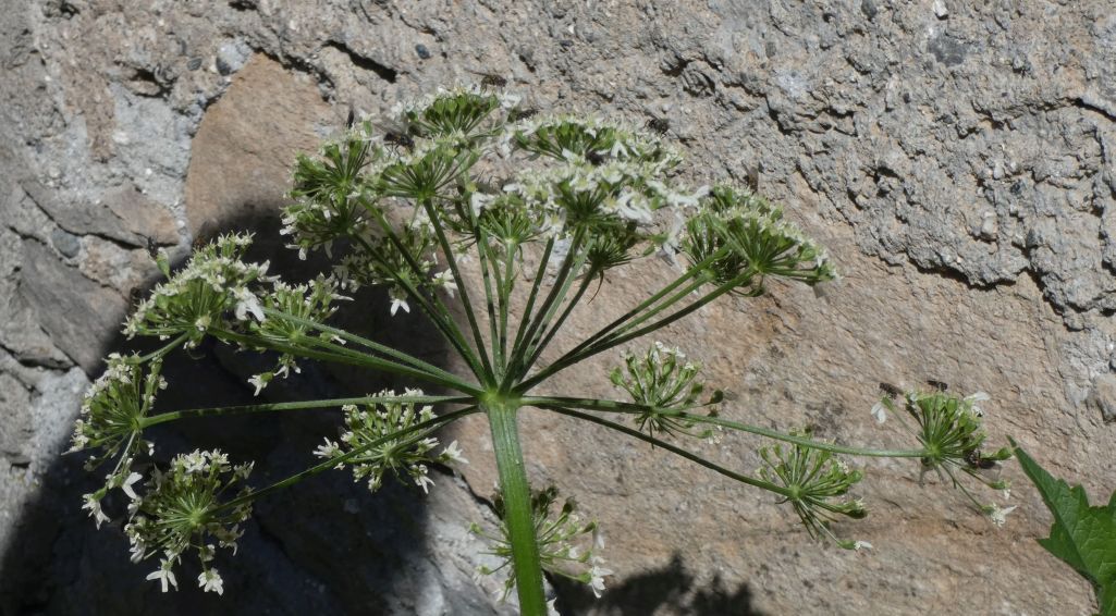 Heracleum pyrenaicum / Panace dei Pirenei