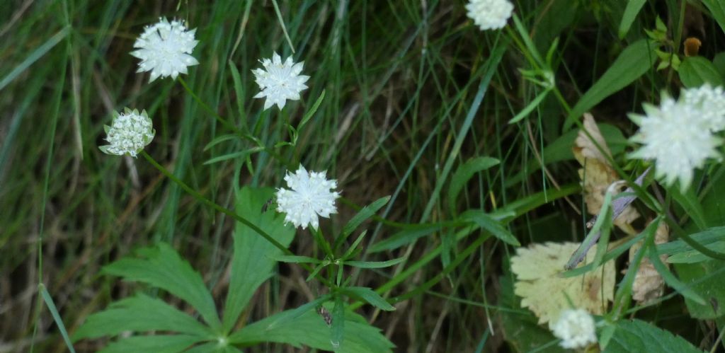 Astrantia minor (Apiaceae)