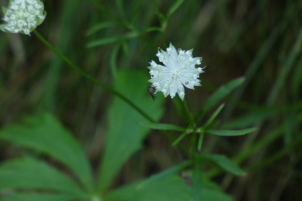Astrantia minor (Apiaceae)