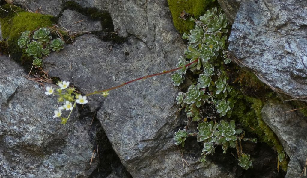 Crassulacea ? No, Saxifraga paniculata (Saxifragaceae)