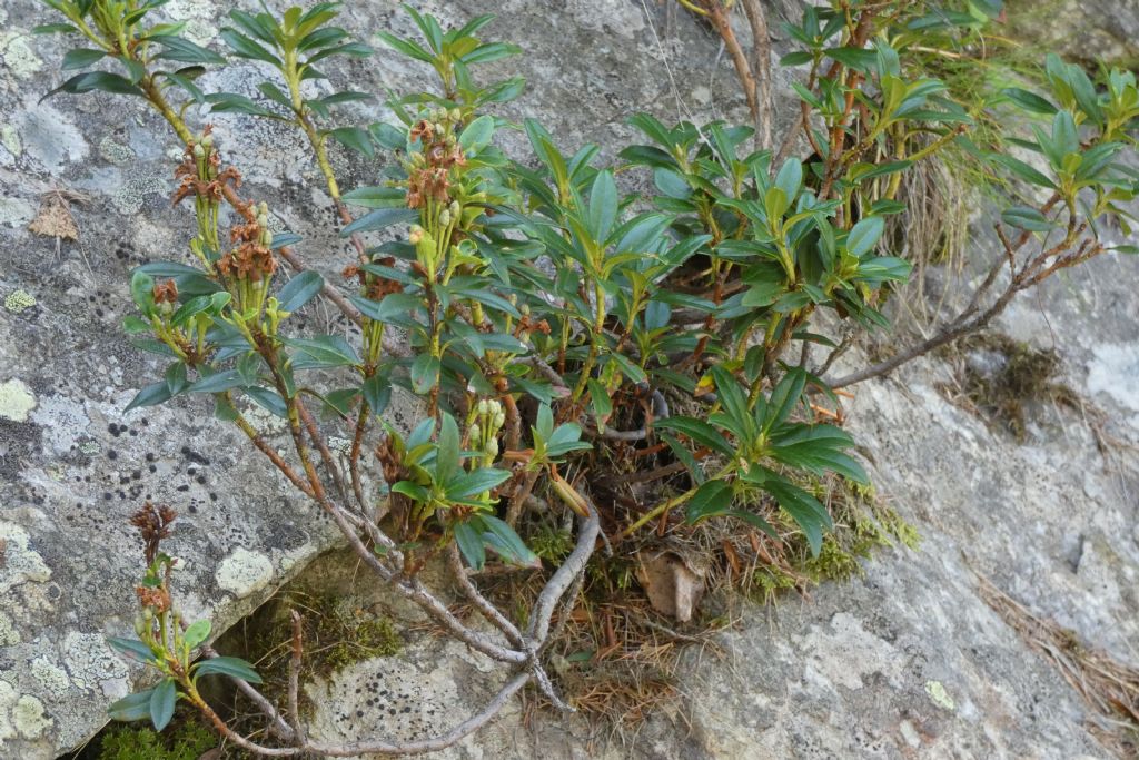 Rododendro ? S, Rhododendron ferrugineum