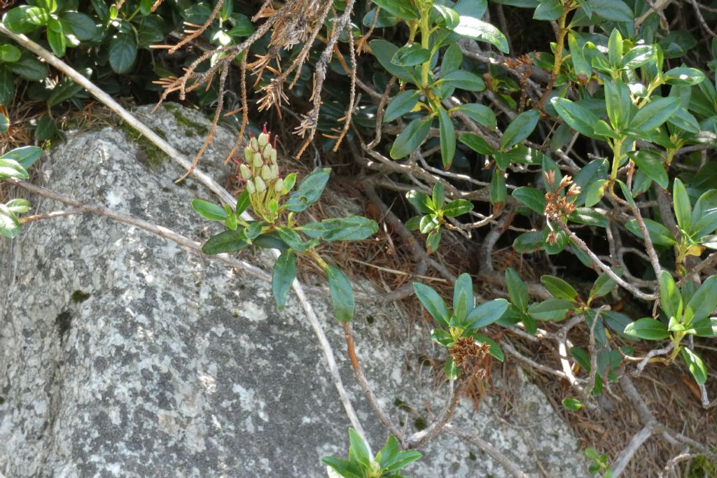 Rododendro ? S, Rhododendron ferrugineum