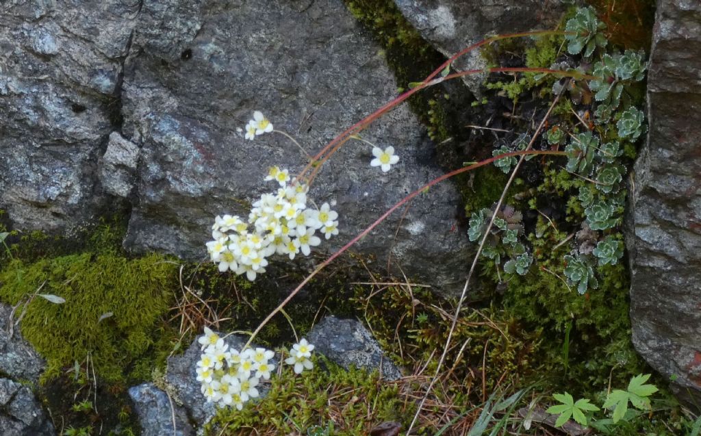 Crassulacea ? No, Saxifraga paniculata (Saxifragaceae)