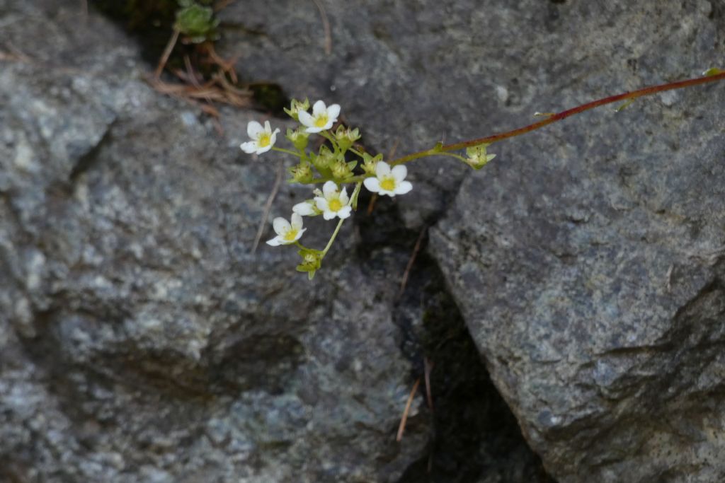 Crassulacea ? No, Saxifraga paniculata (Saxifragaceae)
