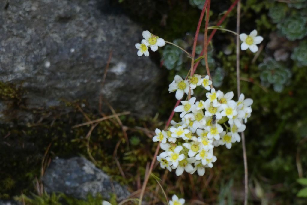 Crassulacea ? No, Saxifraga paniculata (Saxifragaceae)