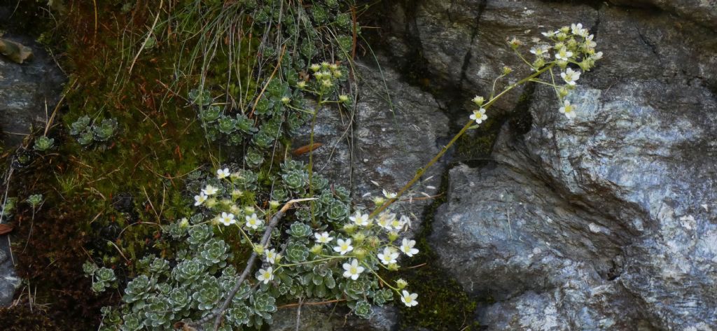 Crassulacea ? No, Saxifraga paniculata (Saxifragaceae)