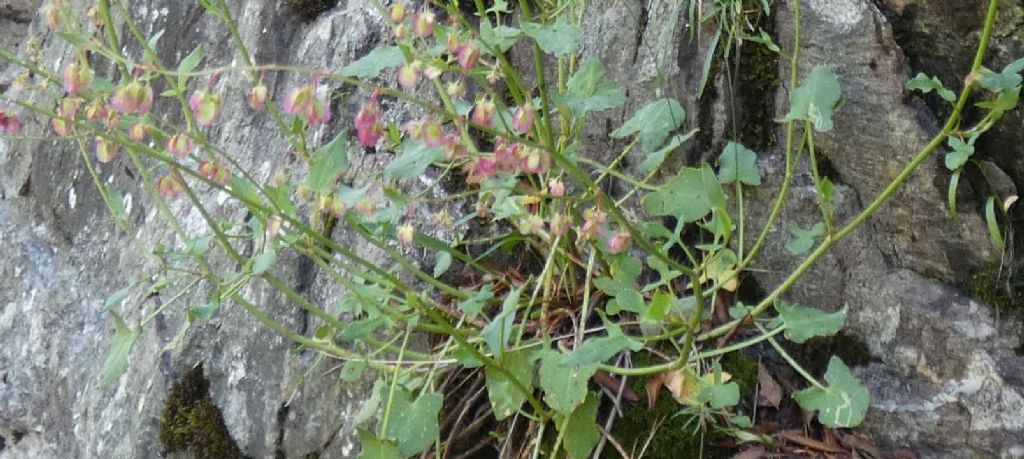 Rumex scutatus (Polygonaceae)