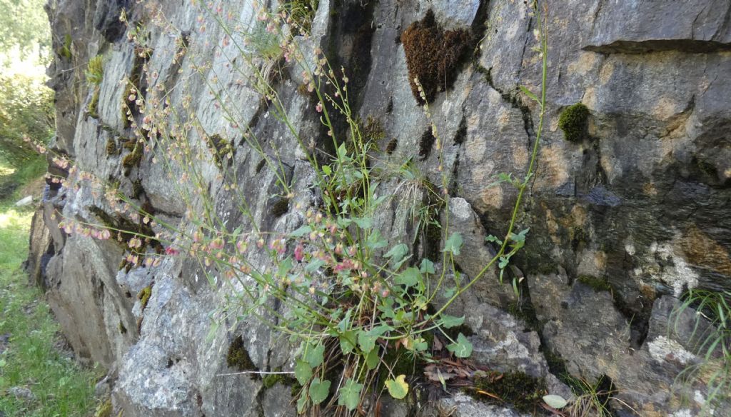 Rumex scutatus (Polygonaceae)