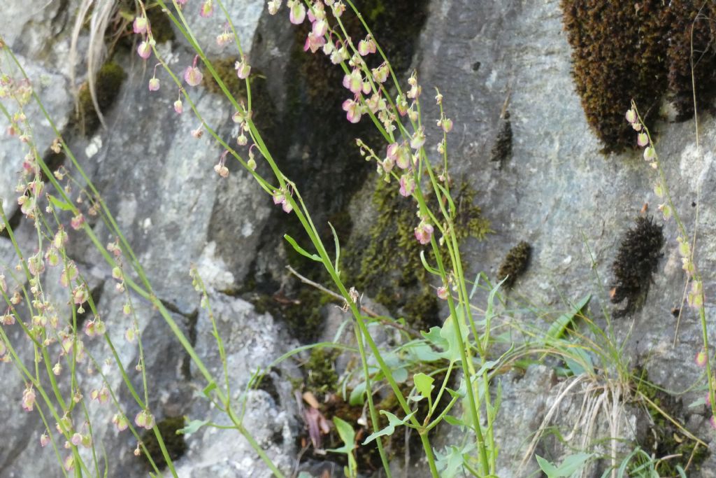 Rumex scutatus (Polygonaceae)