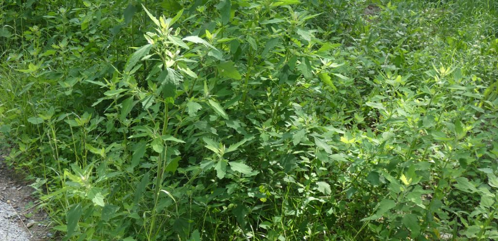 Chenopodium album? S