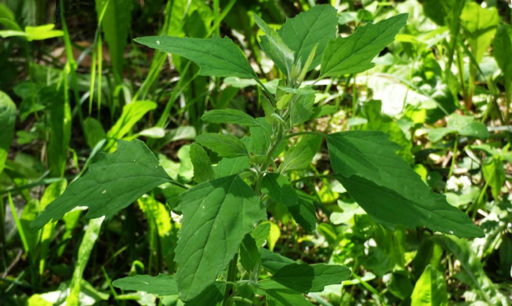 Chenopodium album? S