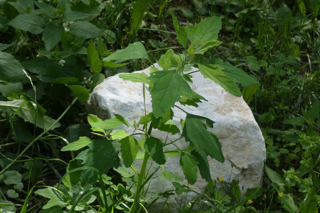 Chenopodium album? S