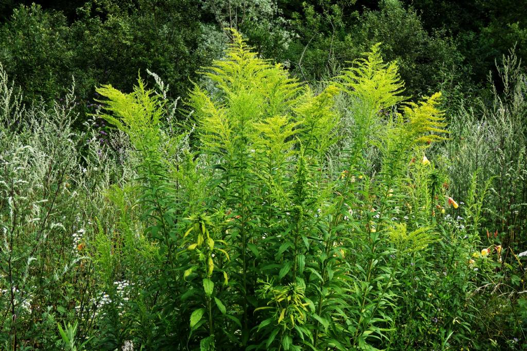 Solidago canadensis parassitata