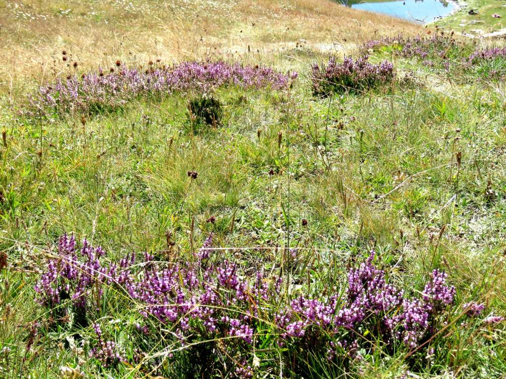 Calluna vulgaris (Ericaceae)