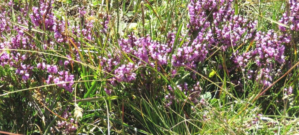 Calluna vulgaris (Ericaceae)