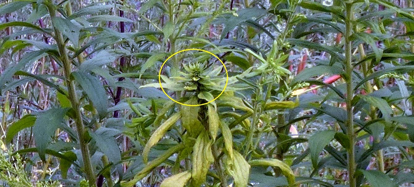 Solidago canadensis parassitata