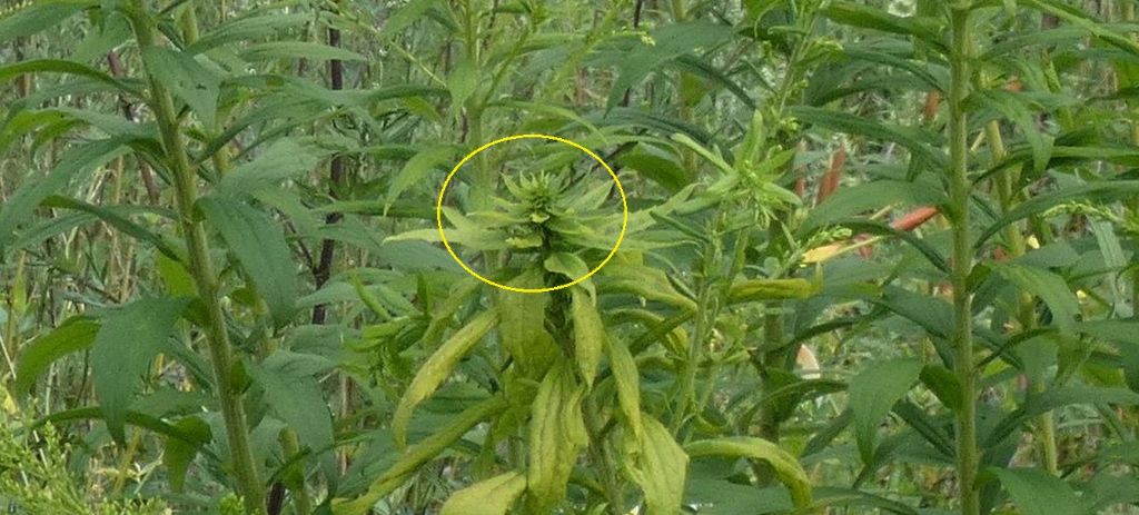 Solidago canadensis parassitata