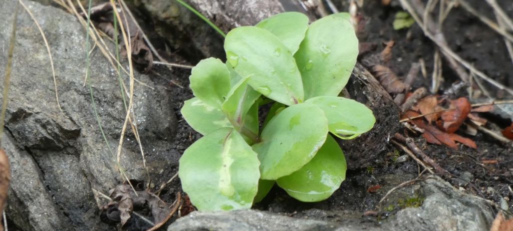 Hylotelephium ?  S, Hylotelephium maximum