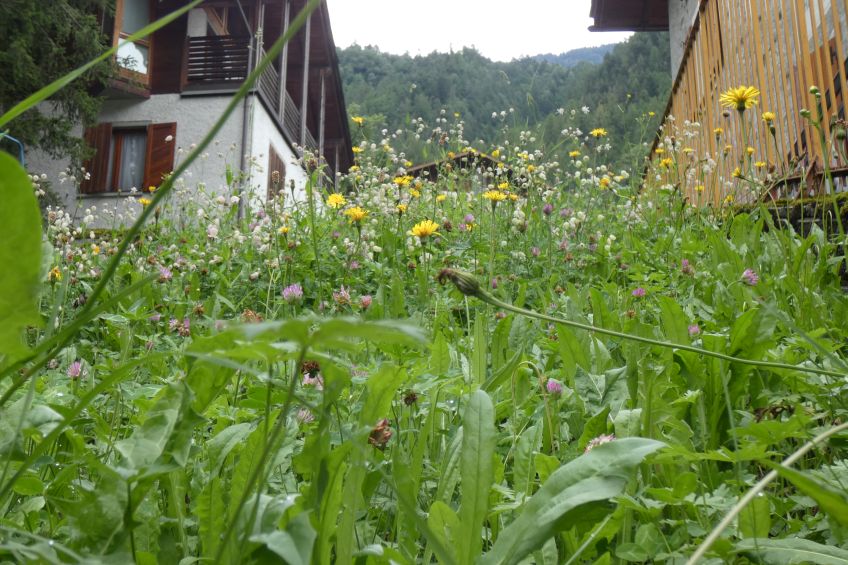 Asteraceae: Crepis sp. (cfr. Crepis vesicaria / taraxacifolia)