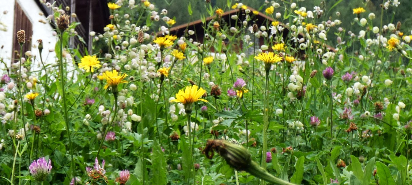 Asteraceae: Crepis sp. (cfr. Crepis vesicaria / taraxacifolia)