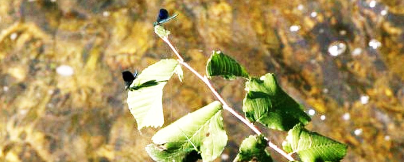 Calopteryx splendens,  femmina ?  S,...ed anche maschi