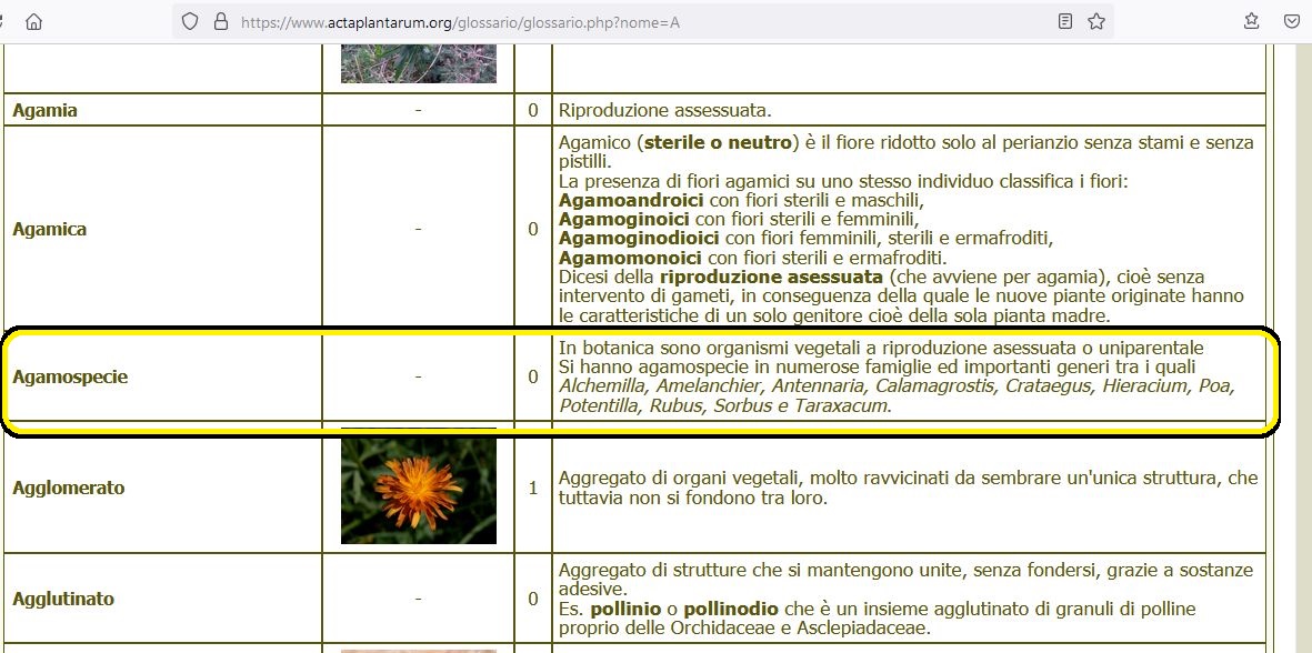 Asteraceae: Hieracium sp.