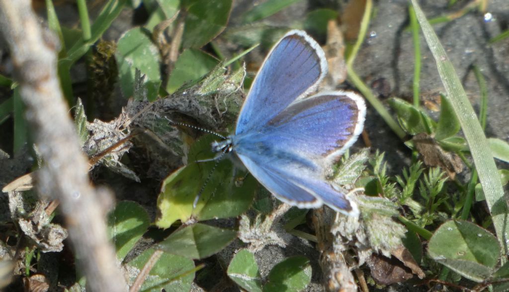 Lycaenidae: Plebejus idas