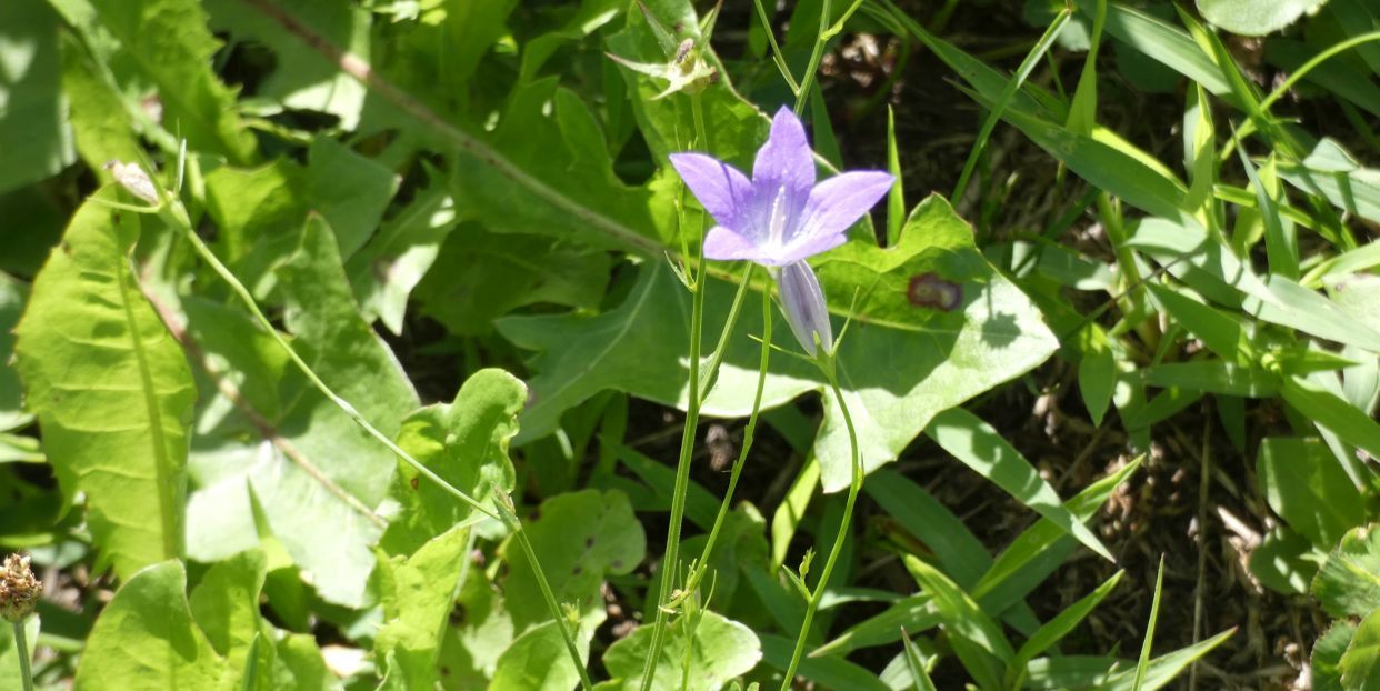 Campanula patula