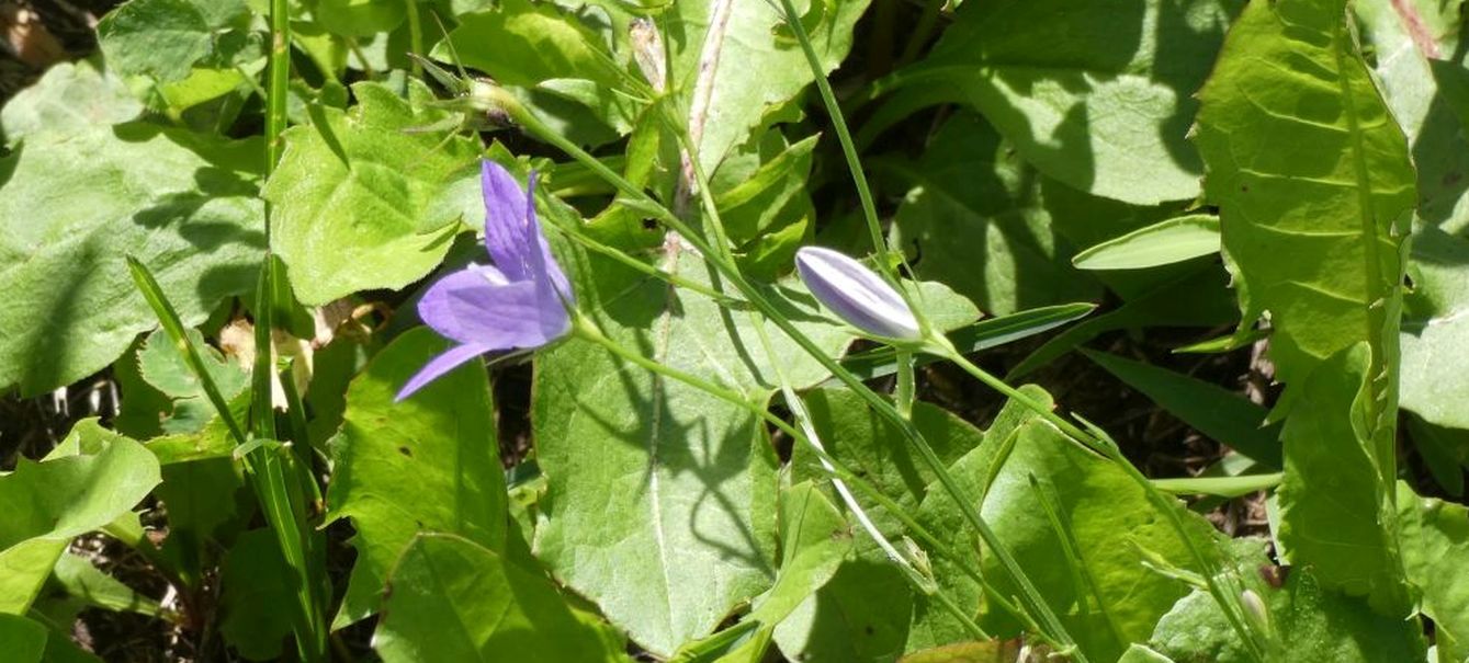 Campanula patula