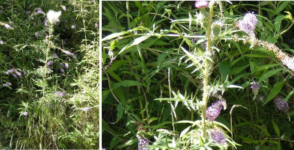 Carduus?  No, Cirsium vulgare