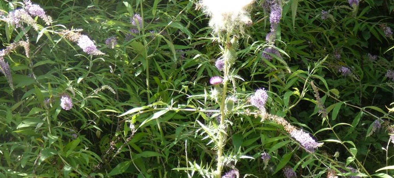 Carduus?  No, Cirsium vulgare