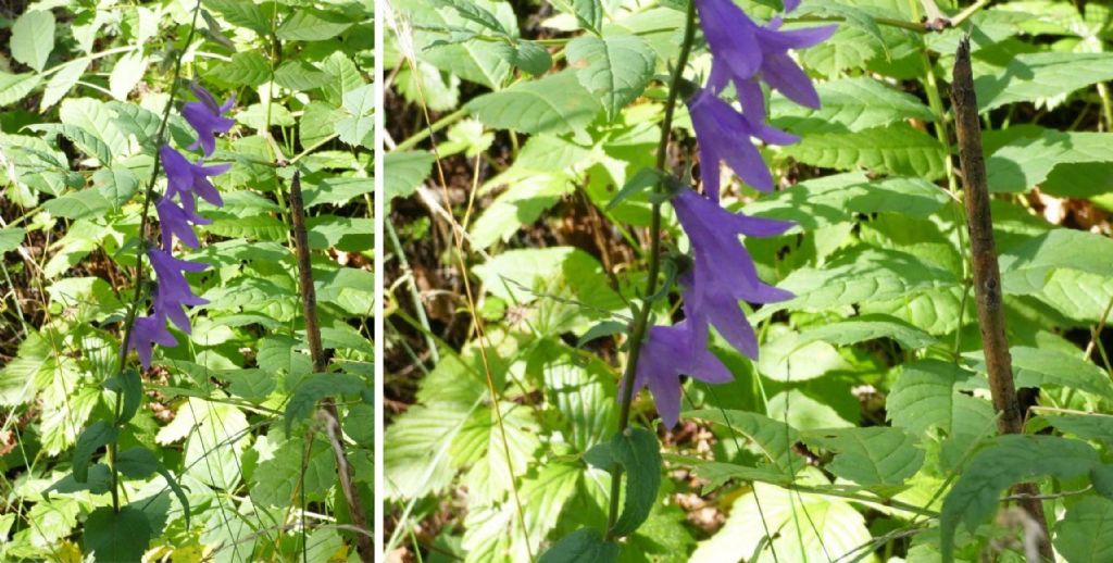 Campanula rapunculoides