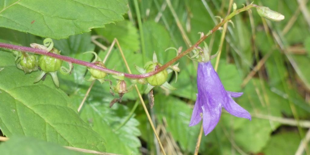 Campanula rapunculoides