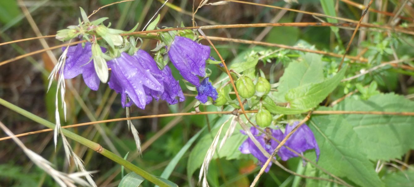 Campanula rapunculoides