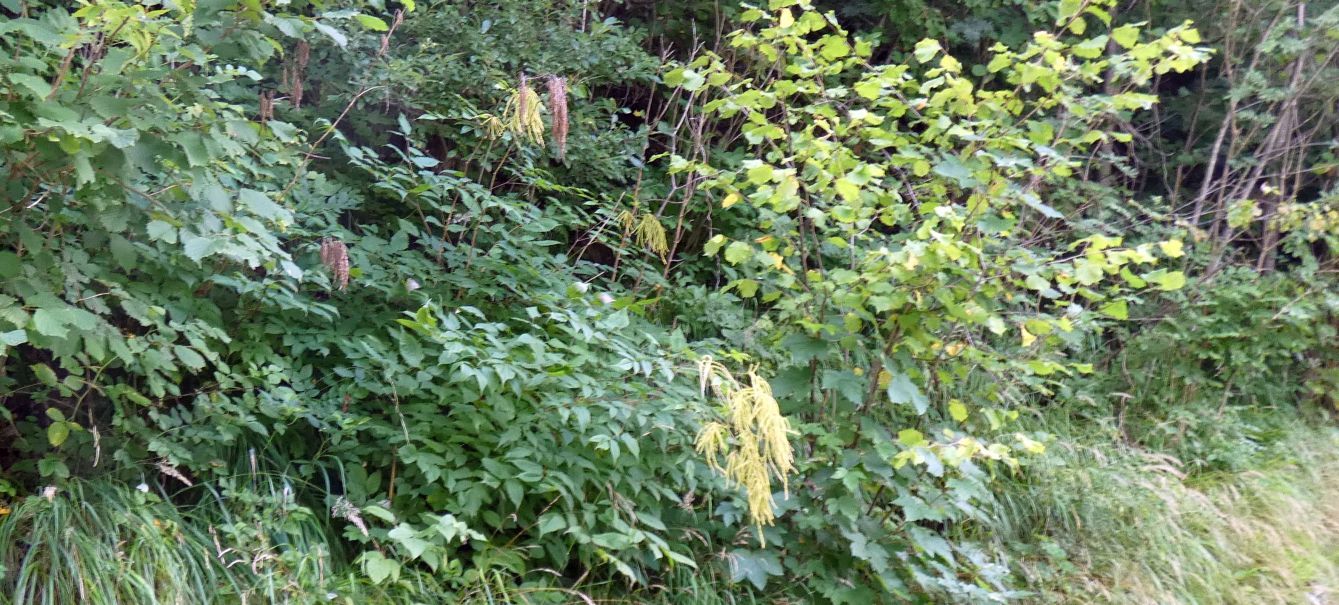 Aruncus dioicus (Rosaceae)