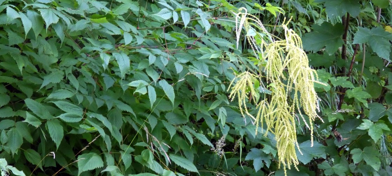 Aruncus dioicus (Rosaceae)