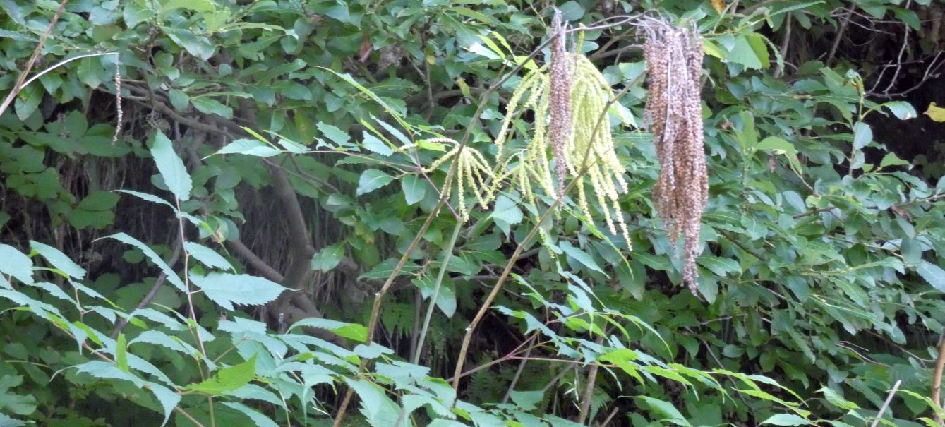 Aruncus dioicus (Rosaceae)