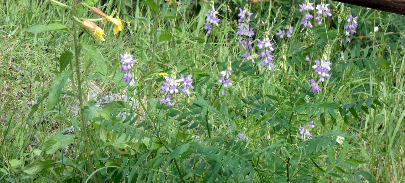 Fabaceae. Vicia... ? No, Galega officinalis