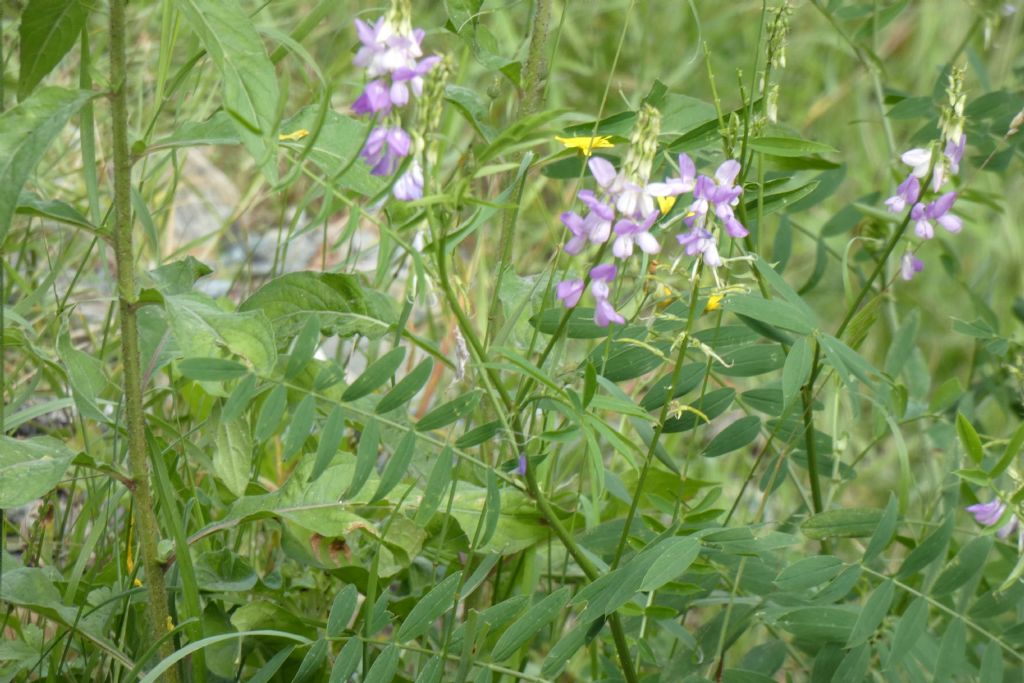 Fabaceae. Vicia... ? No, Galega officinalis