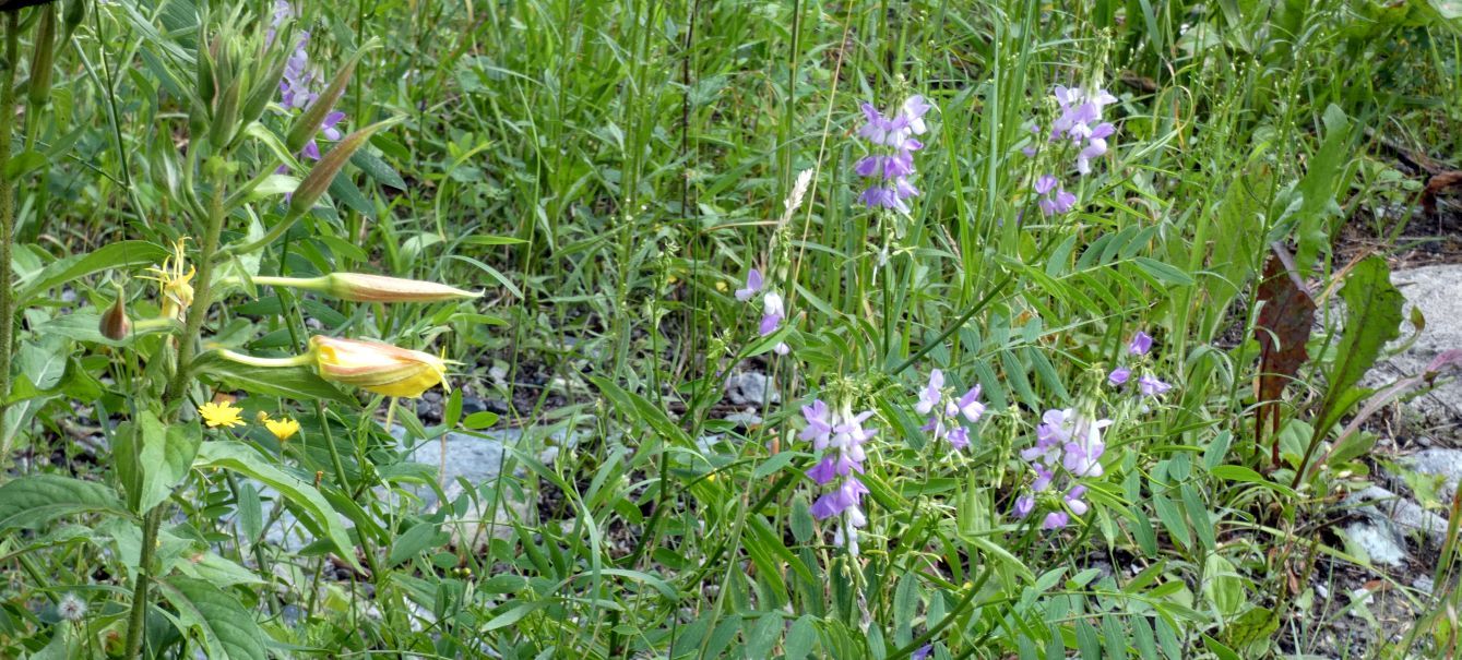 Fabaceae. Vicia... ? No, Galega officinalis