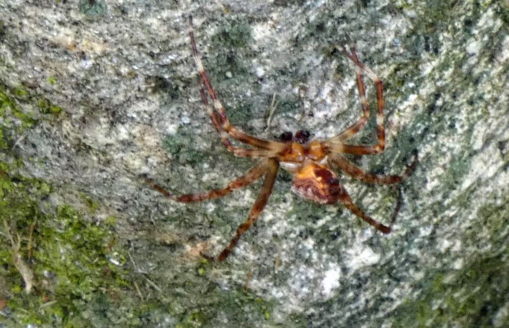 Araneidae sp., maschio