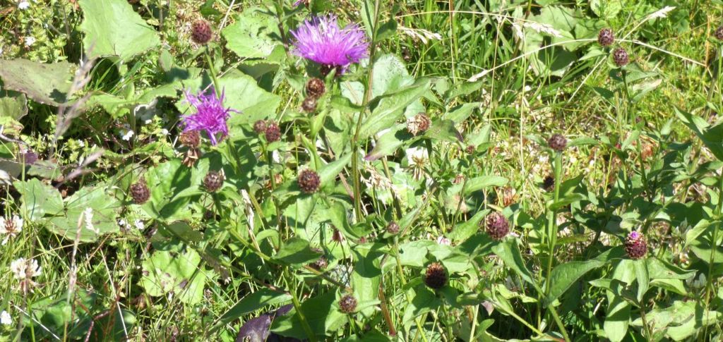 Centaurea nigrescens