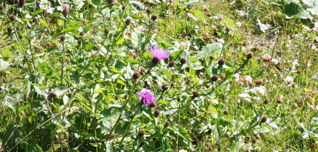 Centaurea nigrescens