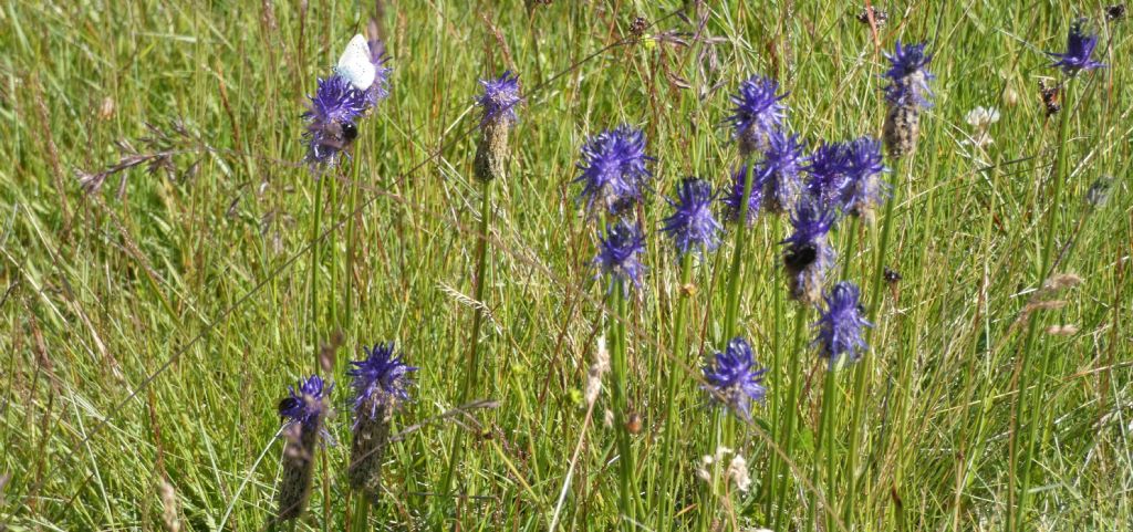 Phyteuma betonicifolium (Campanulaceae)